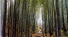 Immense forests of bamboo in Cishui